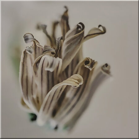 Vanitas