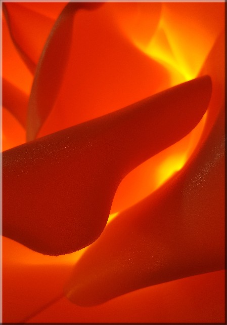 Rose II