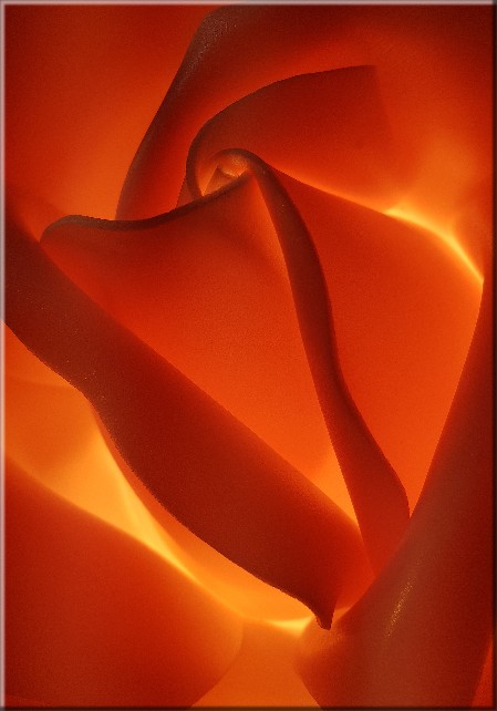 Rose 1