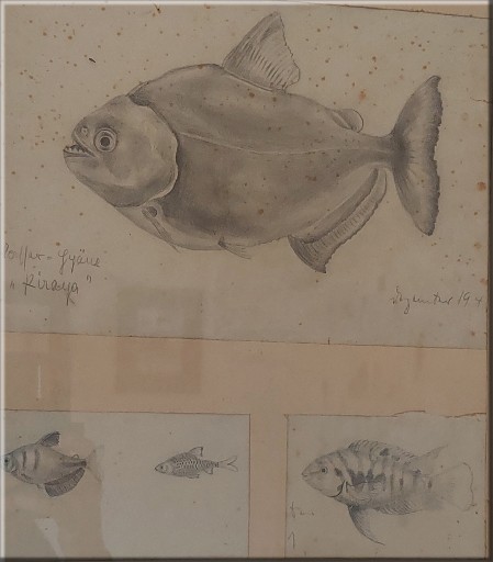 Piranha